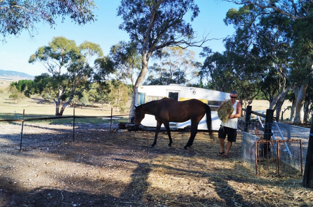 horse Feeding time on the farm  house sit around Australia farm sit  with a caravan Aussie House Sitters full time caravanning