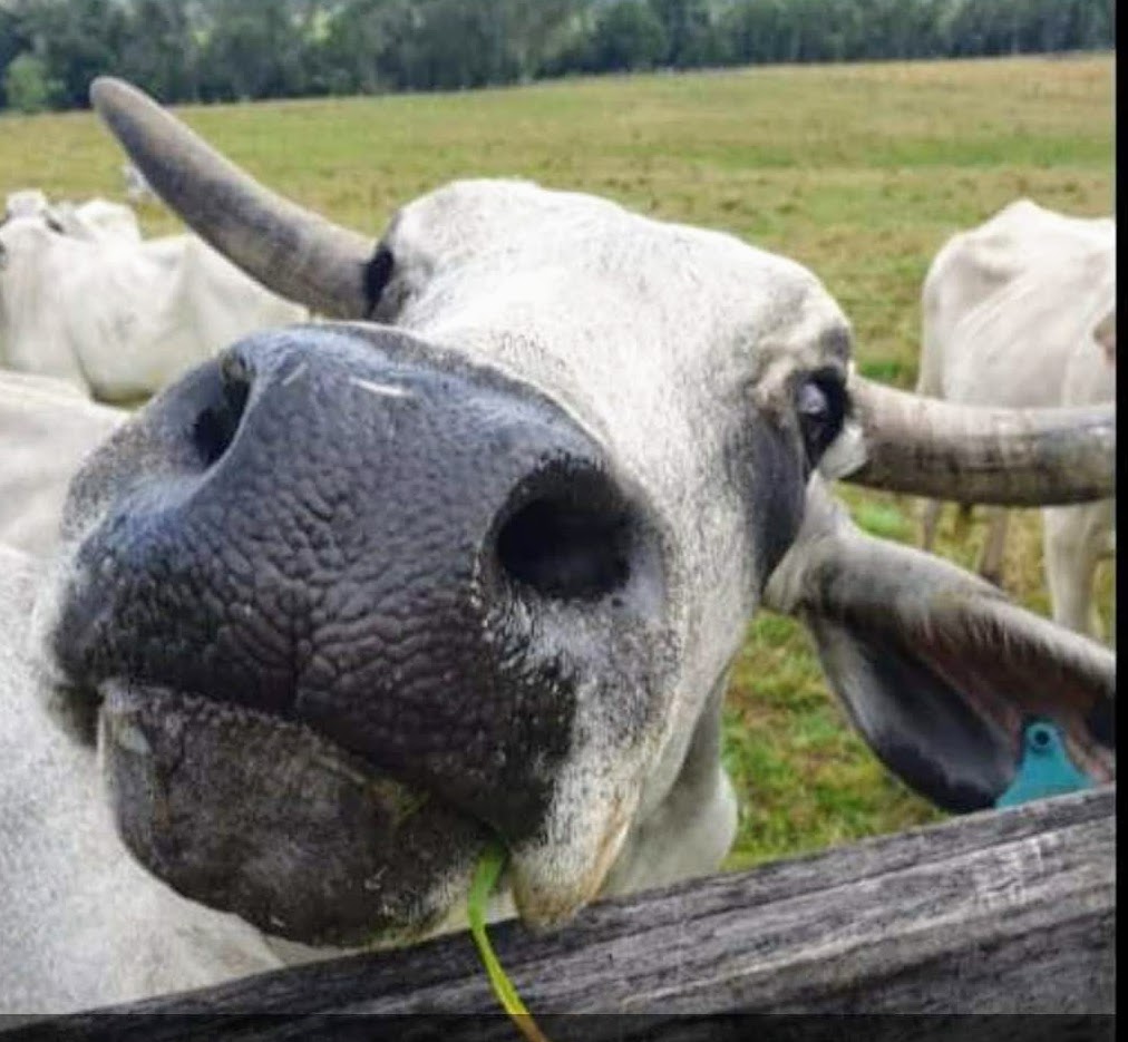 cow - house sit around Australia farm sit  with a caravan Aussie House Sitters full time caravanning