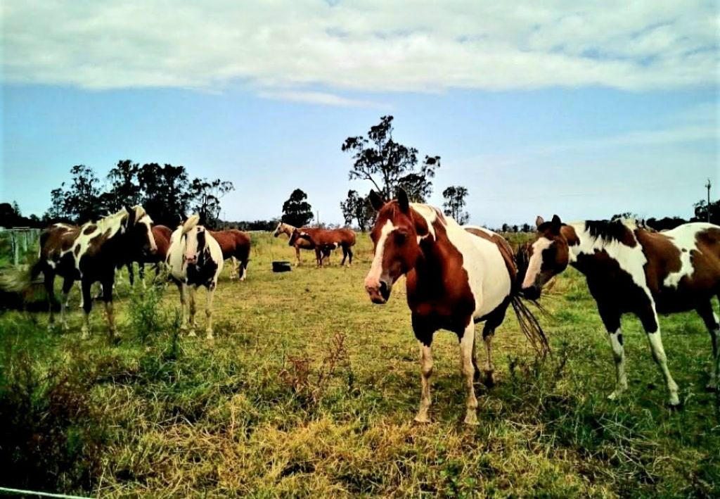 house sit around Australia farm sit horses with a caravan Aussie House Sitters full time caravanning