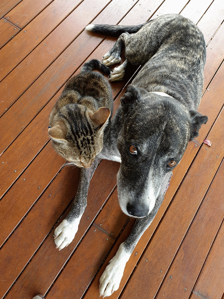 house sit around Australia Aussie House Sitters farm sit dog and cat gif