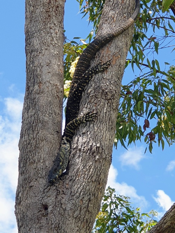Monitor Lizard in tree at house sit around Australia Aussie House Sitters farm sit 