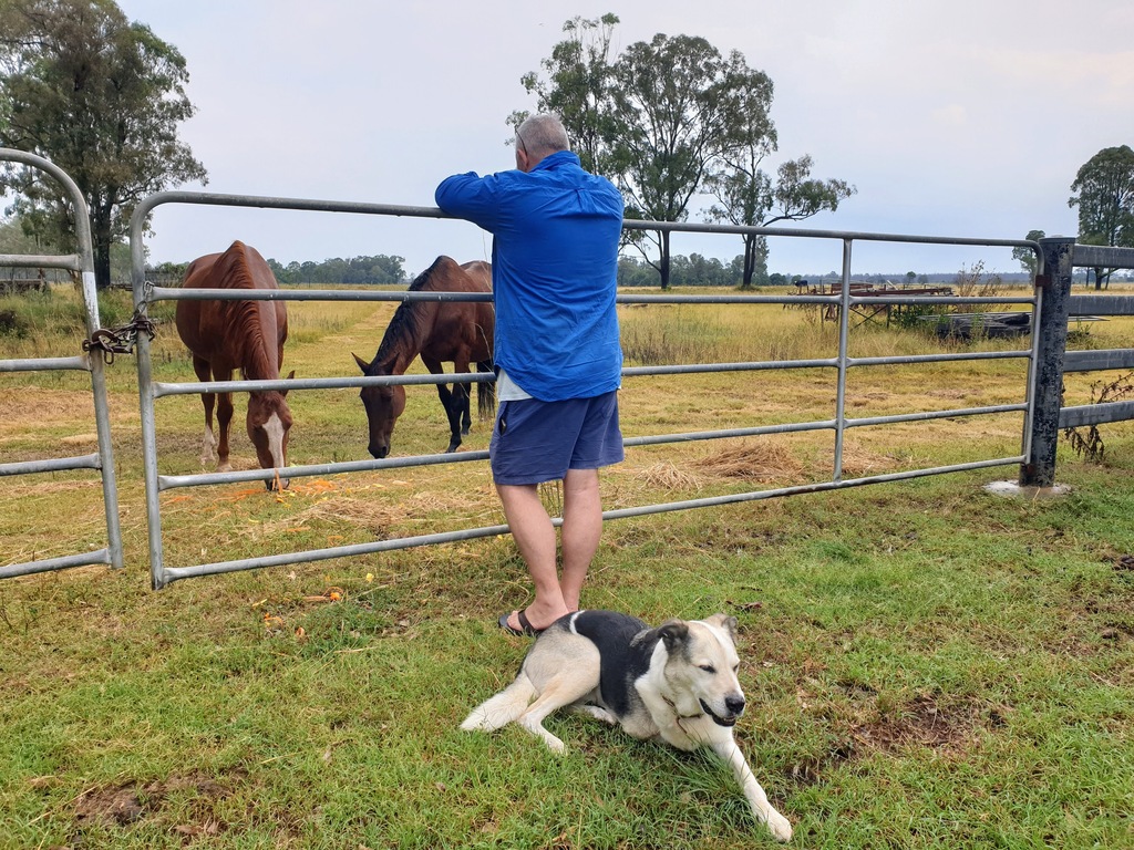 2 horses and a dog and man over the other side of gate 3 month farm sit around Australia Aussie house sitters