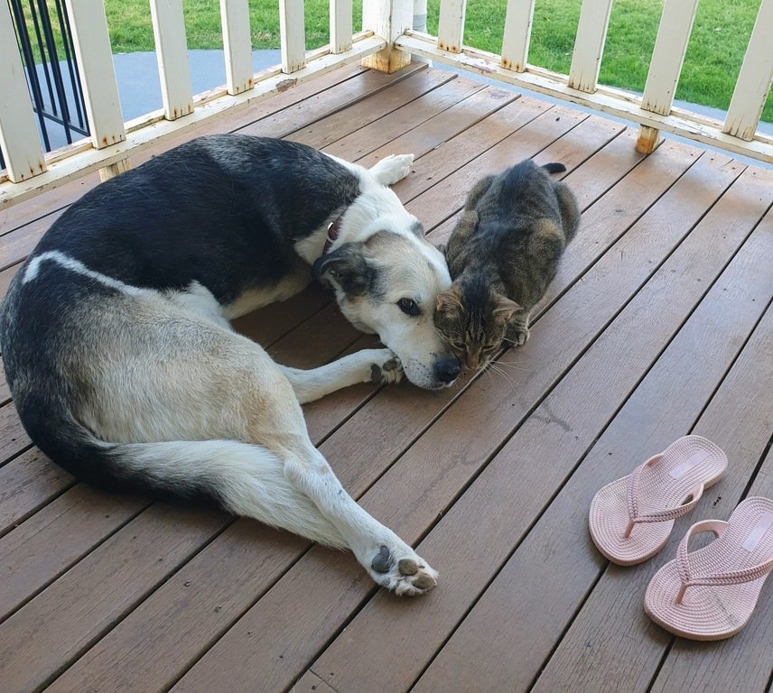 cat and dog snuggle  at 3 month farm sit around Australia Aussie house sitters