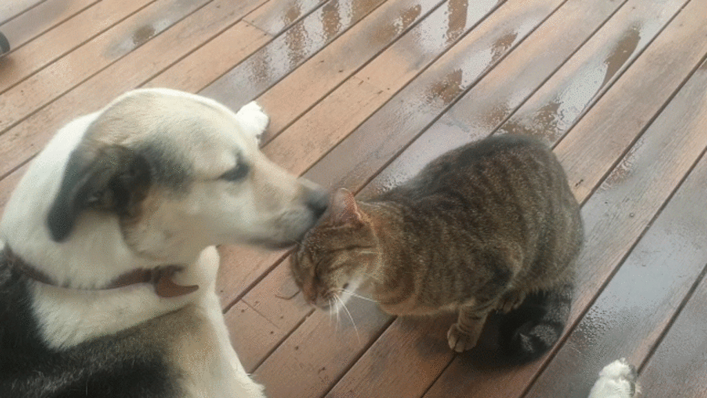 GIF cat and dog dog licking cat head at 3 month farm sit around Australia Aussie house sitters