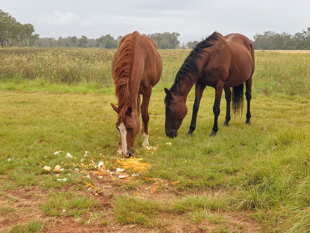 horses at 3 month farm sit around Australia Aussie house sitters