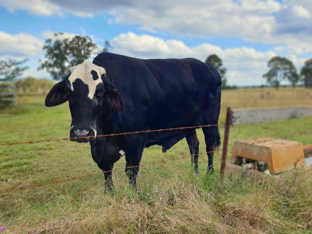 Bull at sunset at 3 month farm sit around Australia Aussie house sitters