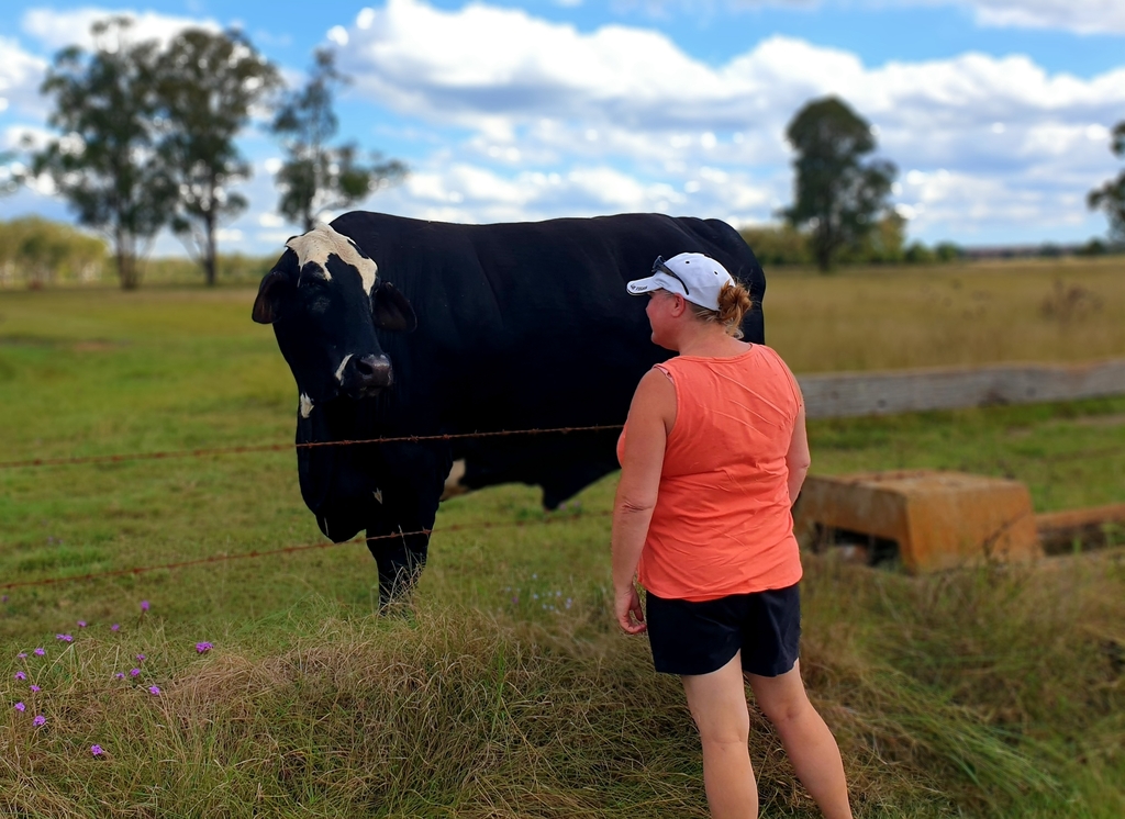 Bull at sunset at 3 month farm sit around Australia Aussie house sitters