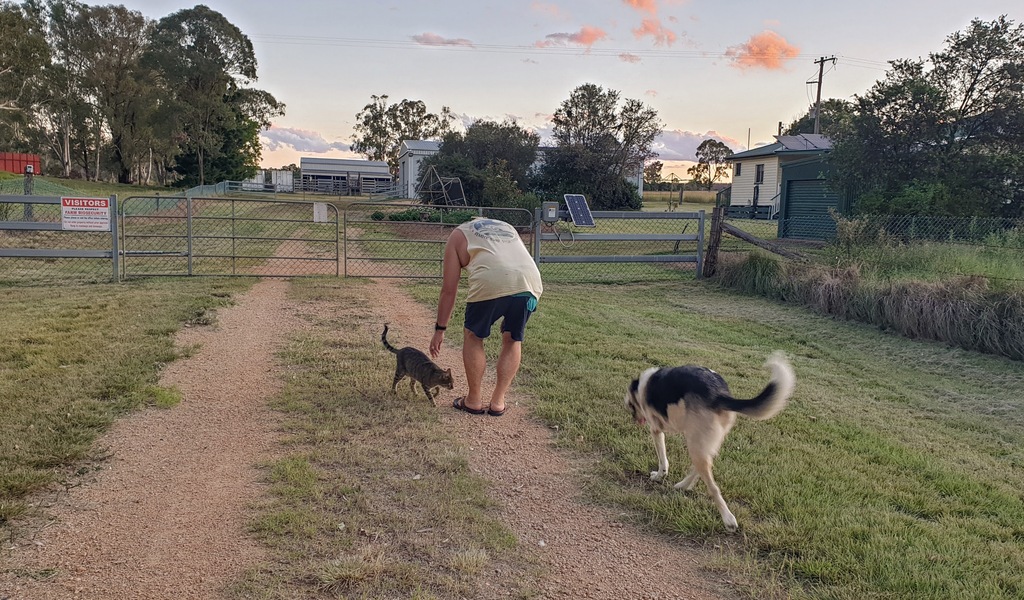 cat and dog at sunset at 3 month farm sit around Australia Aussie house sitters