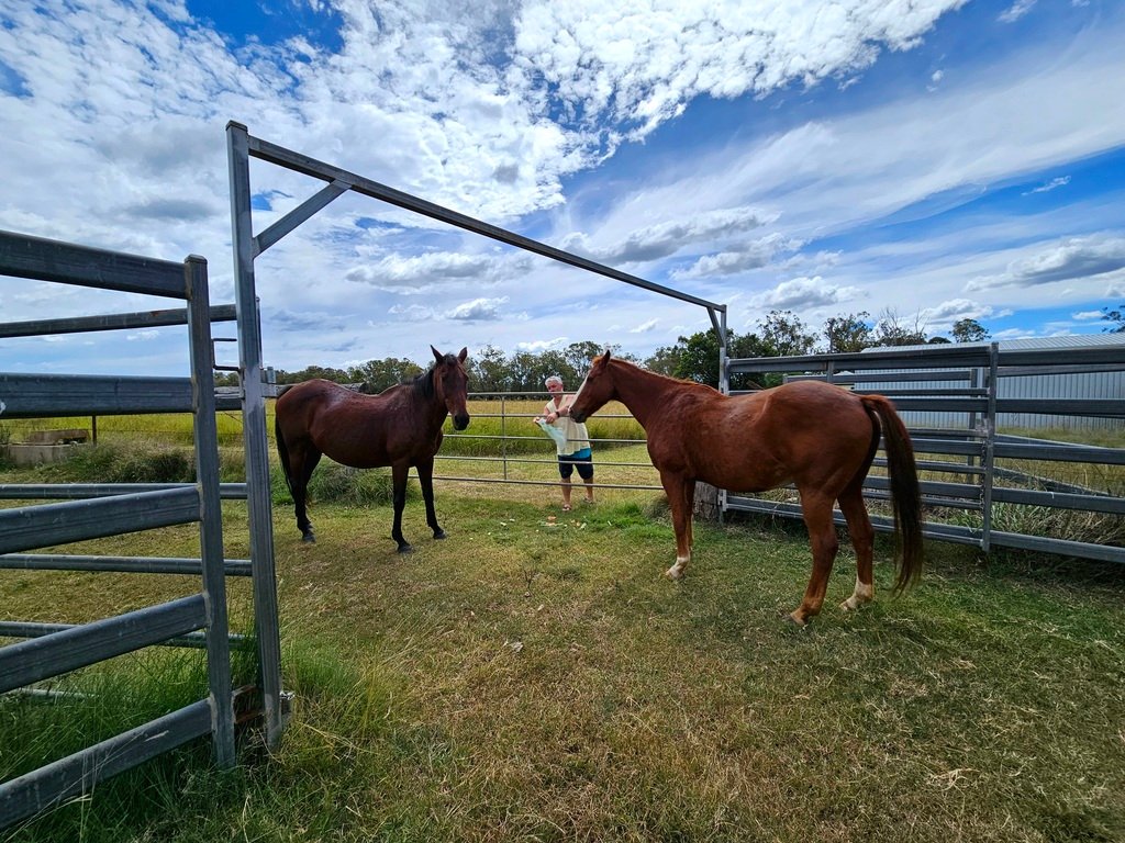 horses at 3 month farm sit around Australia Aussie house sitters