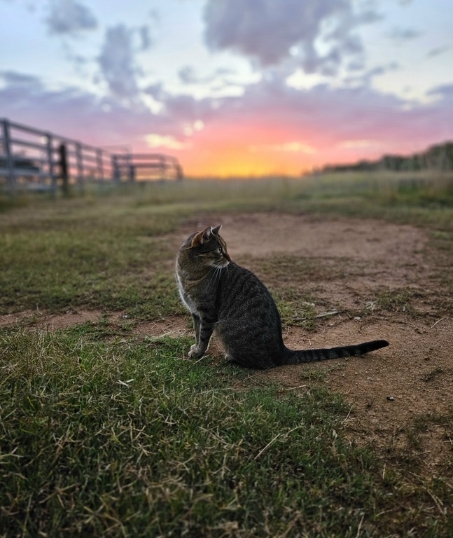cat at sunset at 3 month farm sit around Australia Aussie house sitters