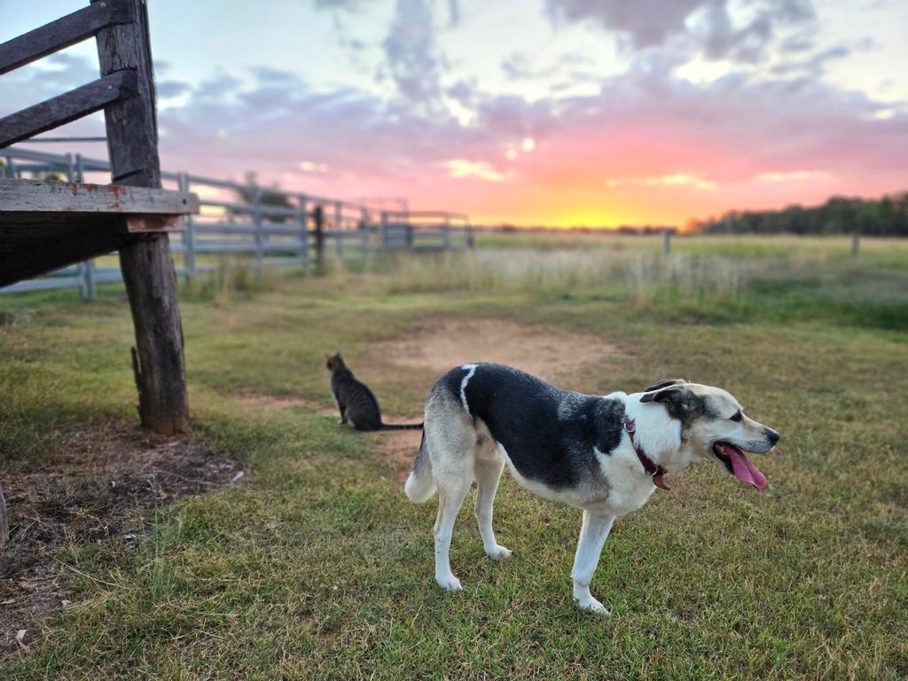 dog and man in field at 3 month farm sit around Australia Aussie house sitters