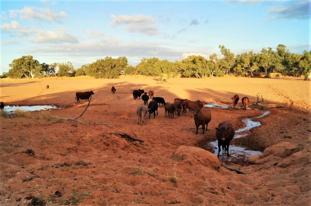 Wooramel Stations cows in the river