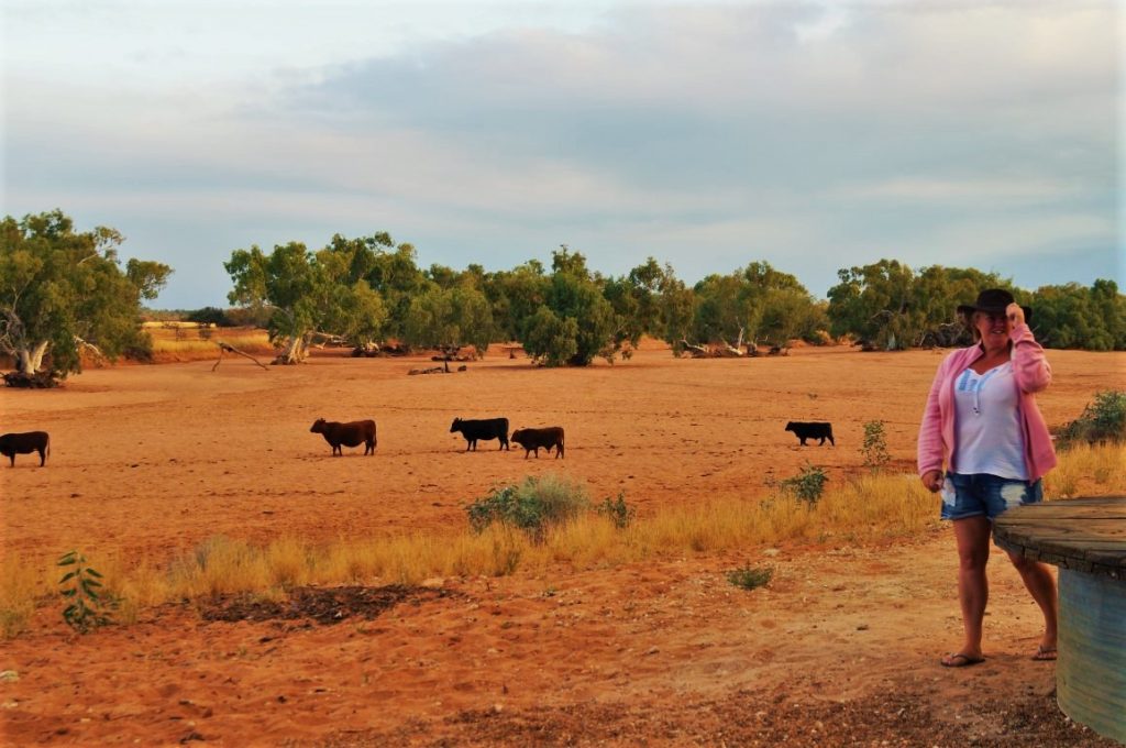 Wooramel Stations cows in the river