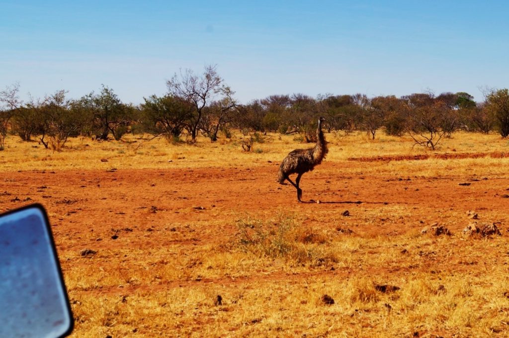 Emu on cattle station