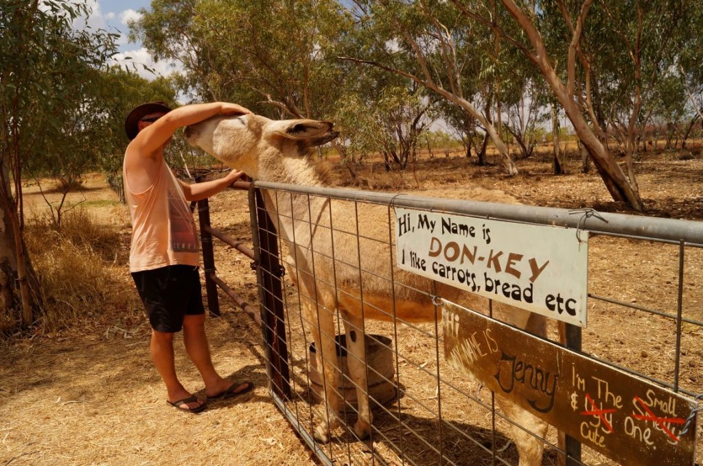 Banka Banka Station Northern Territory donkey