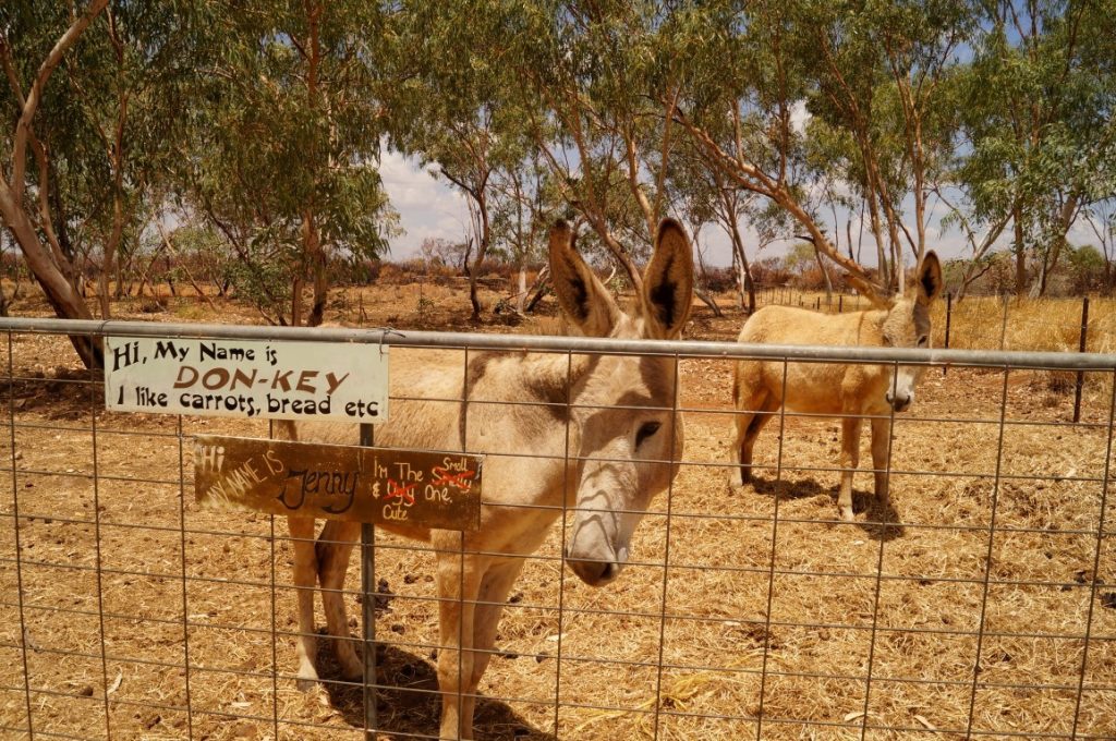 Banka Banka Station Northern Territory donkey