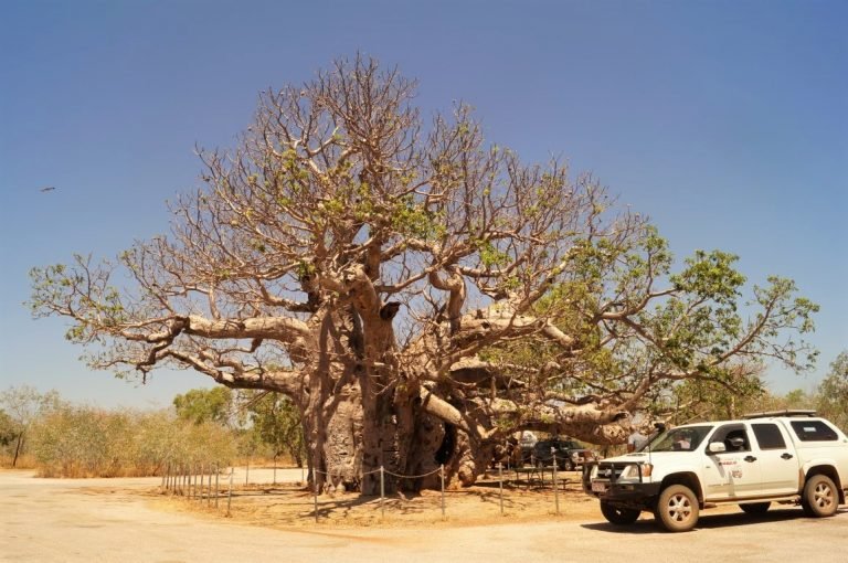 Boab Tree rest area camp