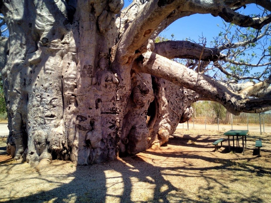 Boab Tree trunk