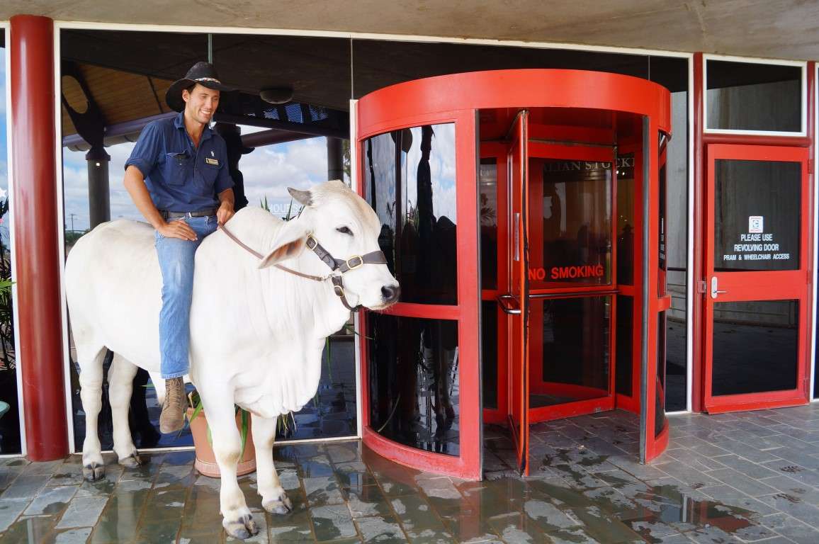 Longreach outback hall of fame riding a cow