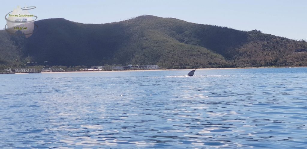 Whitsundays Whale watching