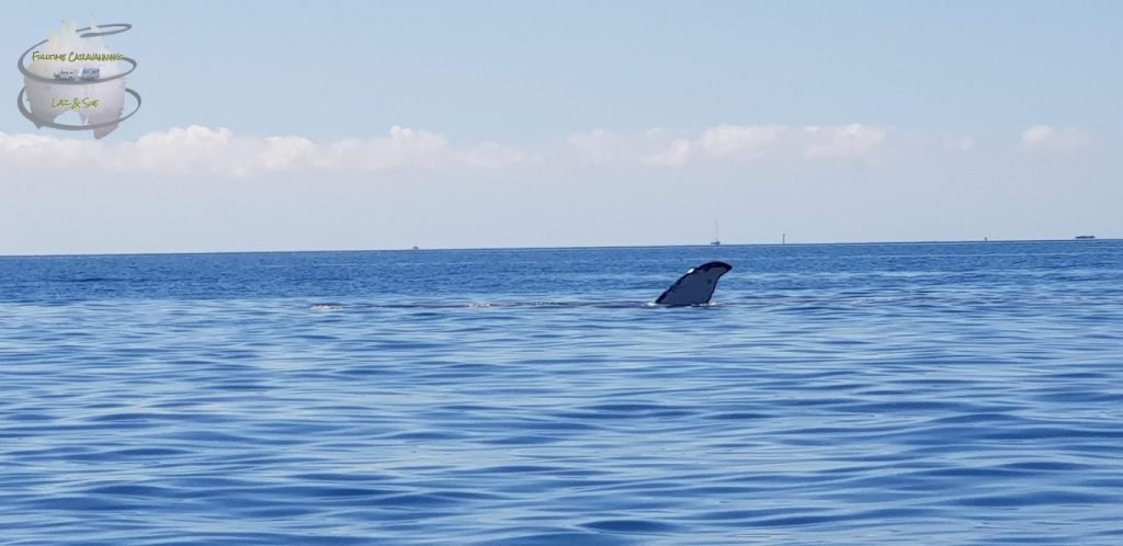 Whitsundays Whale watching