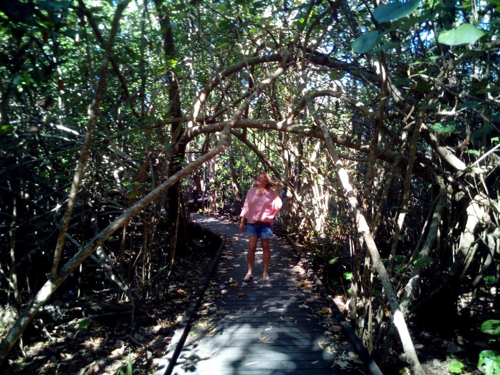 Mangrove Boardwalk cape Hillsborough Queensland