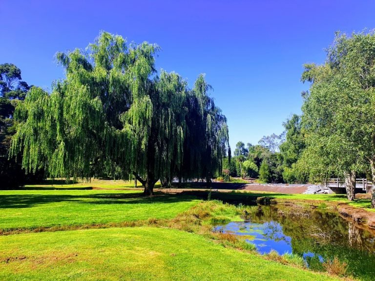 Tall timbers Smithton Tasmania