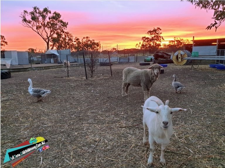 Gulargambone Caravan Park NSW farm animals