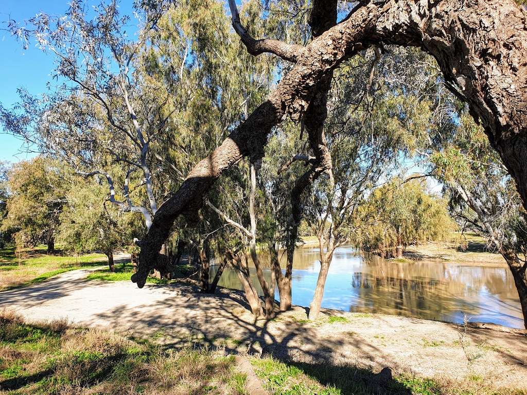 bourke mays bend free camp nsw river camp trees Darling River